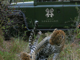 Mating-leopards Mating-leopards